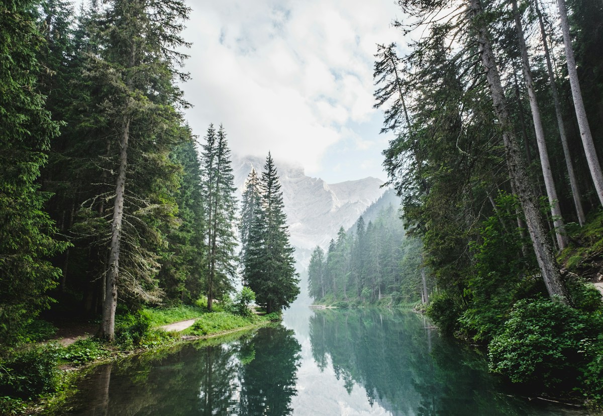 Bosque junto a un lago, con montañas al fondo.