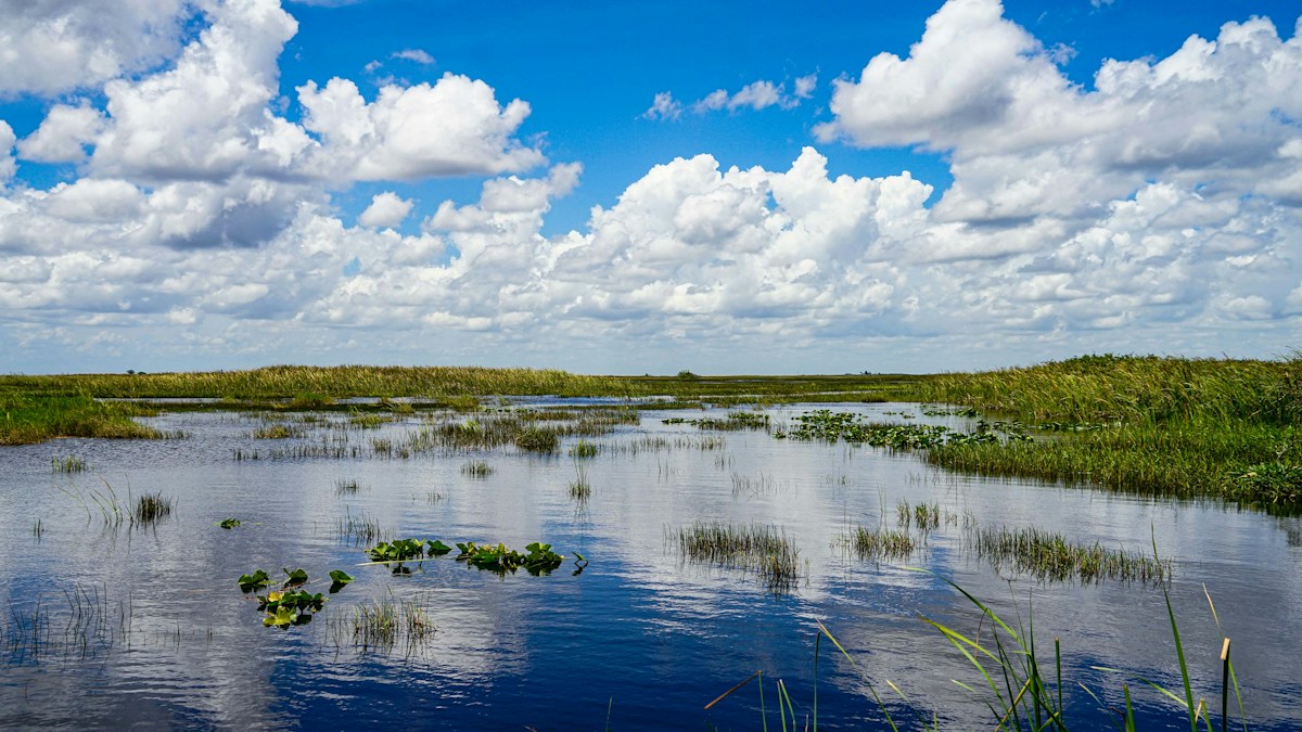 Humedal con vegetación y cielo reflejado en el agua.