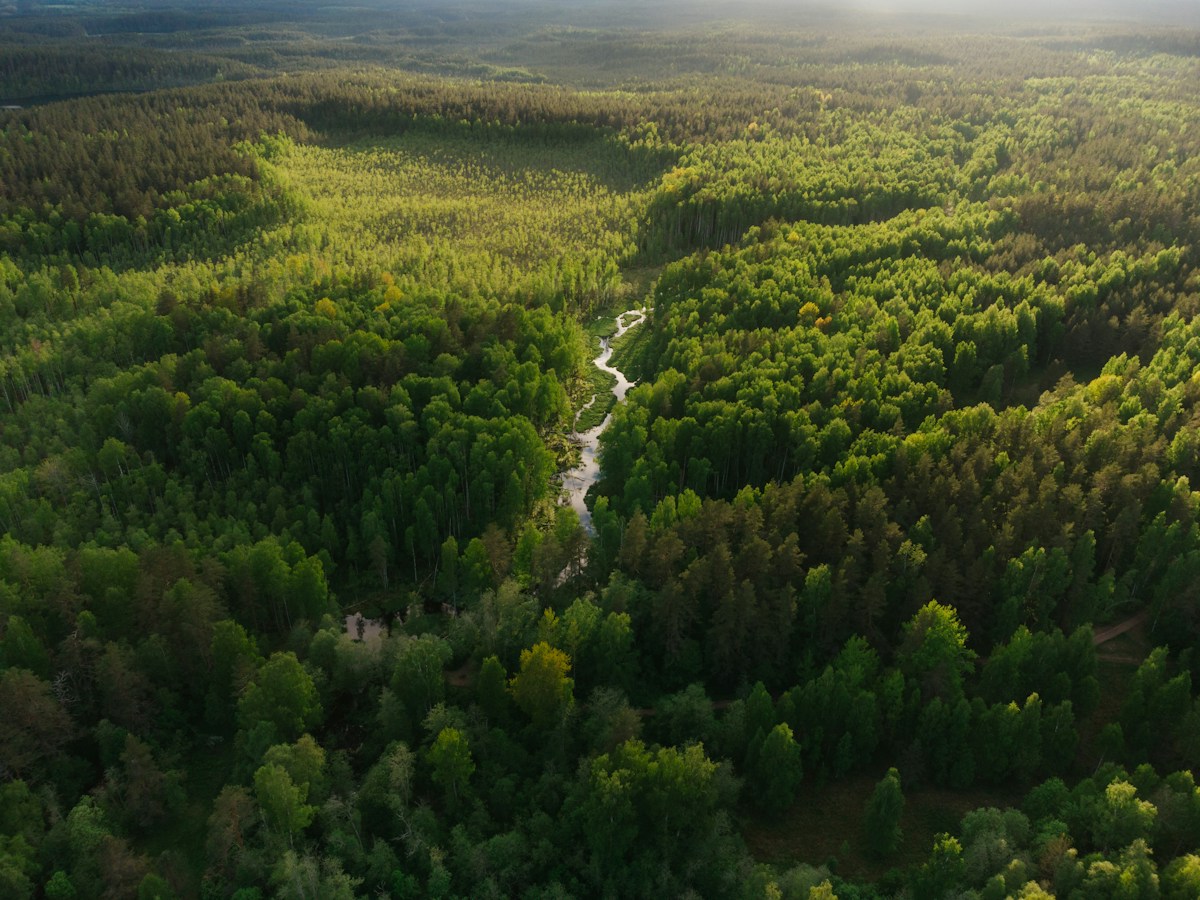 Vista aérea de un bosque atravesado por un curso de agua.